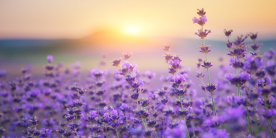 lavender-frower-at-sunset-2023-11-27-05-16-18 Urh. rozum web lavender-frower-at-sunset-2023-11-27-05-16-18 Urh. rozum web