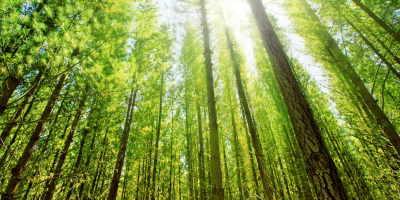 sunlight-in-forest-2023-11-27-05-08-44 Urh. kwestdigital web sunlight-in-forest-2023-11-27-05-08-44 Urh. kwestdigital web
